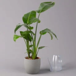 Strelitzia Nicolai, Topf-Ø 17 Cm, Höhe Ca. 55 Cm -Compo Verkäufe 0210104742 Strelitzia nicolai T17 3