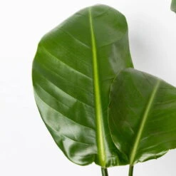 Strelitzia Nicolai, Topf-Ø 17 Cm, Höhe Ca. 55 Cm -Compo Verkäufe 0210104742 Strelitzia nicolai T17 4