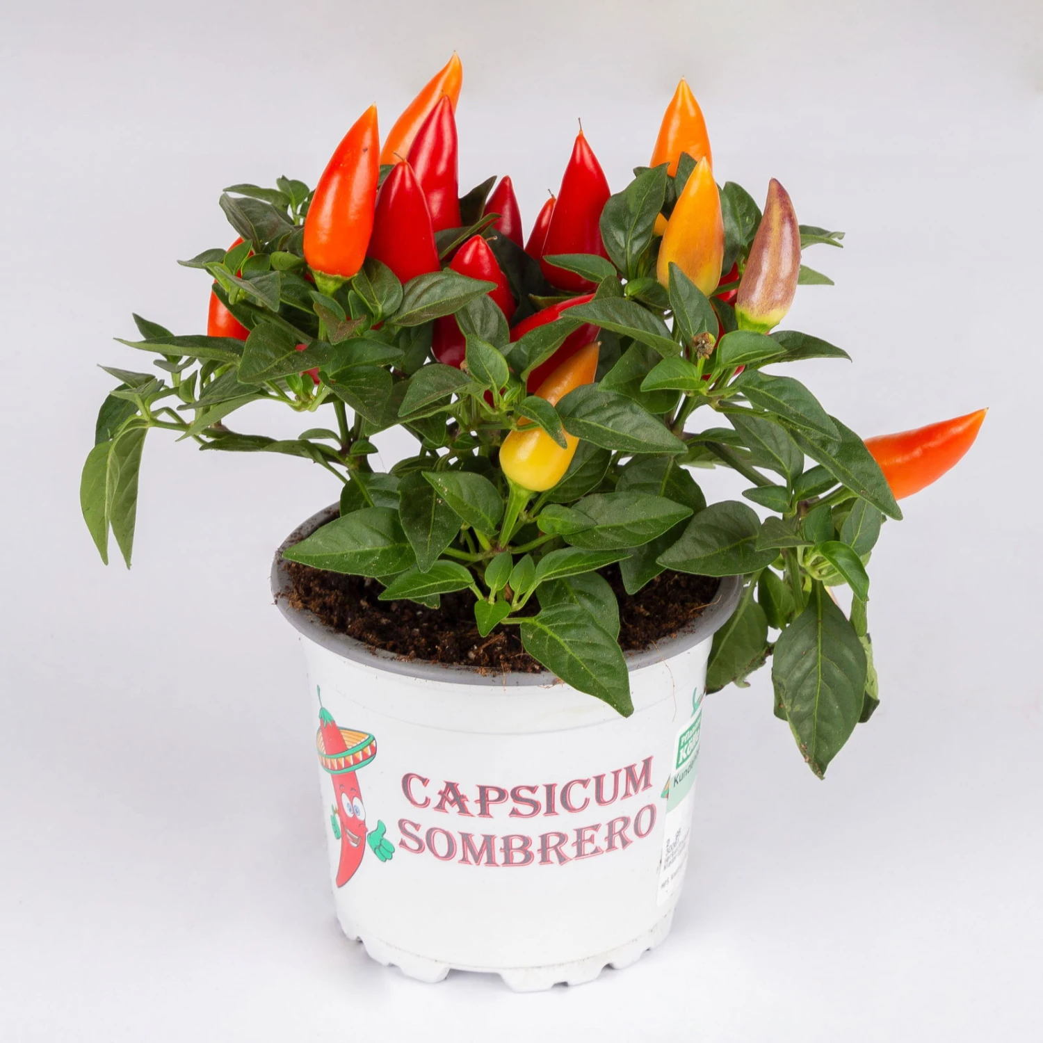 Capsicum 'Acapulco Multicolor', Topf-Ø 10,5, 6er-Set 1 Capsicum 'Acapulco Multicolor', Topf-Ø 10,5, 6er-Set