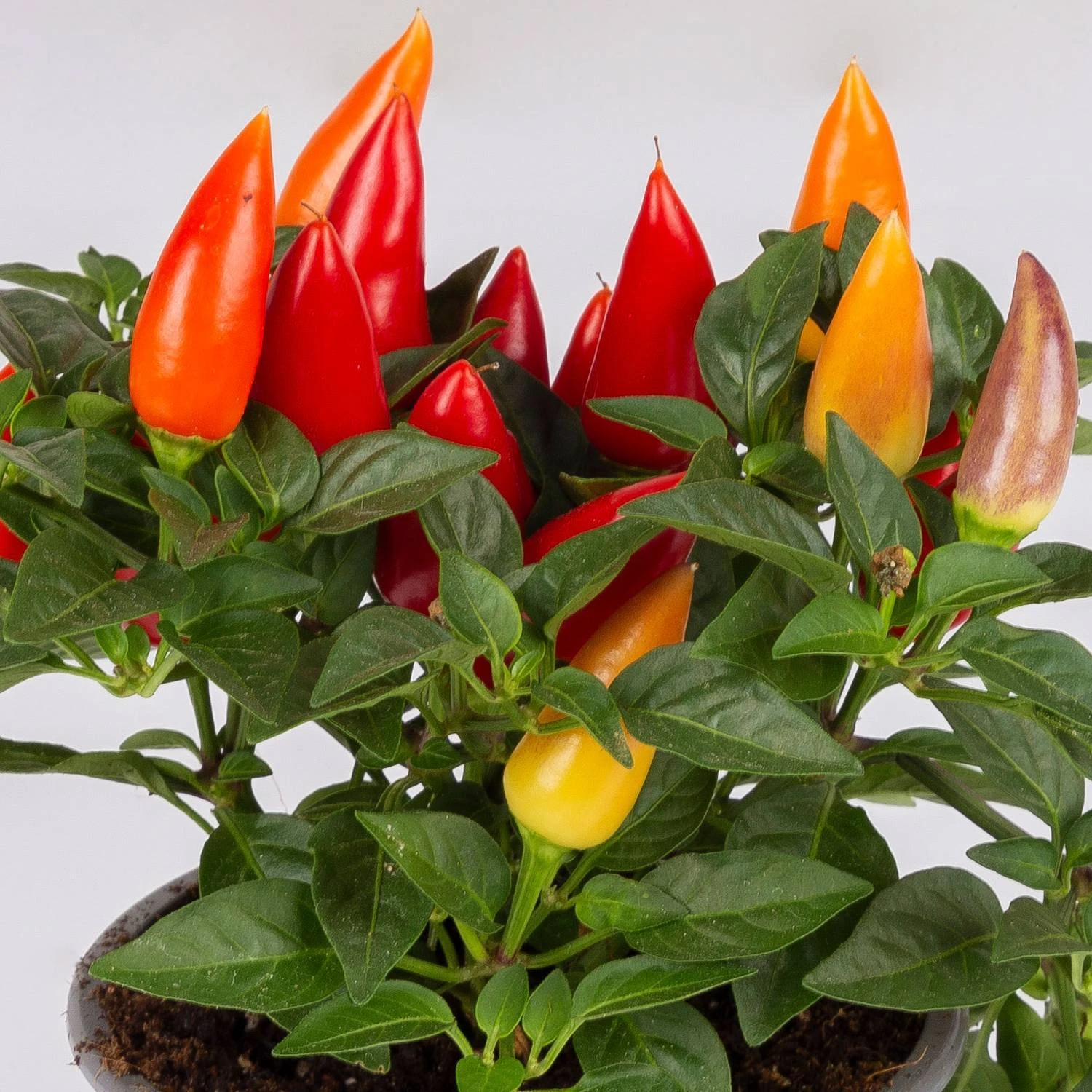 Capsicum 'Acapulco Multicolor', Topf-Ø 10,5, 6er-Set 2 Capsicum 'Acapulco Multicolor', Topf-Ø 10,5, 6er-Set – Bild 2