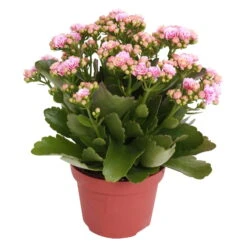 Kalanchoe 'Calandiva'®, Rosa-weiß, Topf-Ø 12 Cm, Höhe Ca. 27,5 Cm, 6er-Set -Compo Verkäufe 0210350156 Kalanchoe Cal rosa weiss