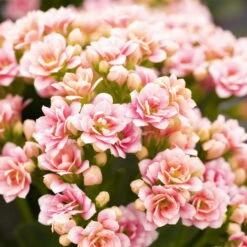 Ausgewählte Produkte -Compo Verkäufe 0210350156 Kalanchoe Cal rosa weiss1