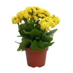 Kalanchoe 'Calandiva'®, Gelb, Topf-Ø 12 Cm, Höhe Ca. 27,5 Cm, 6er-Set -Compo Verkäufe 0210350157 Kalanchoe Cal gelb