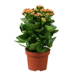 Kalanchoe 'Calandiva'®, Orange, Topf-Ø 12 Cm, Höhe Ca. 27,5 Cm, 6er-Set 10 Kalanchoe 'Calandiva'®, Orange, Topf-Ø 12 Cm, Höhe Ca. 27,5 Cm, 6er-Set -Compo Verkäufe 0210350158 Kalanchoe Cal orange