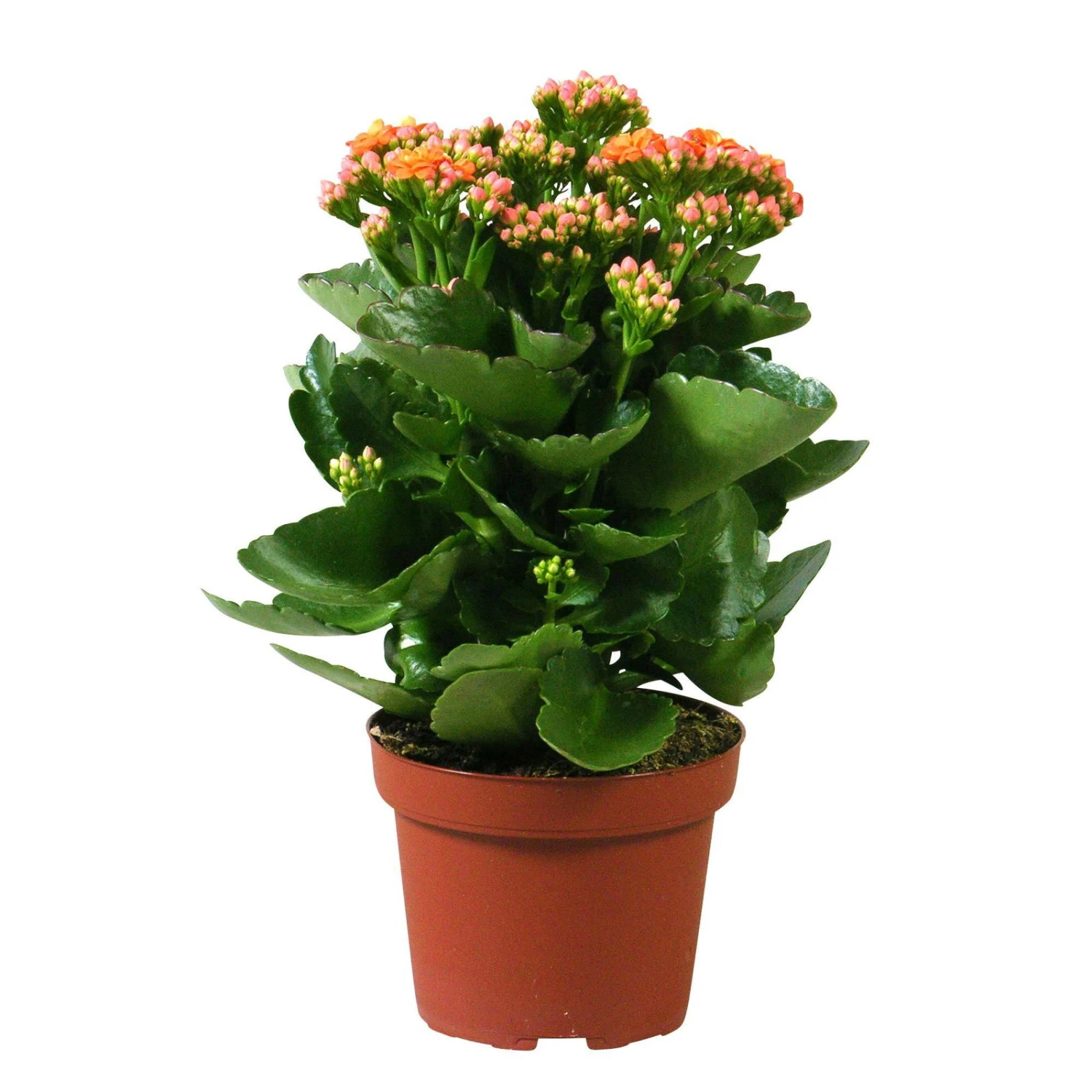 Kalanchoe 'Calandiva'®, Orange, Topf-Ø 12 Cm, Höhe Ca. 27,5 Cm, 6er-Set 4 Kalanchoe 'Calandiva'®, Orange, Topf-Ø 12 Cm, Höhe Ca. 27,5 Cm, 6er-Set – Bild 4