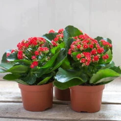 Kalanchoe 'Calandiva'®, Rot, Topf-Ø 12 Cm, Höhe Ca. 27,5 Cm, 6er-Set -Compo Verkäufe 0210350161 Kalanchoe Cal rot 12 cm T H 26cm1