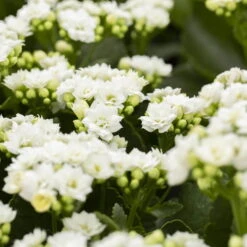 Kalanchoe 'Calandiva'®, Weiß, Topf-Ø 12 Cm, Höhe Ca. 27,5 Cm, 6er-Set 9 Kalanchoe 'Calandiva'®, Weiß, Topf-Ø 12 Cm, Höhe Ca. 27,5 Cm, 6er-Set -Compo Verkäufe 0210350168 Kalanchoe Cal weiss 12cm T H26cm