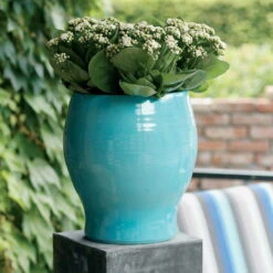 Kalanchoe 'Calandiva'®, Weiß, Topf-Ø 12 Cm, Höhe Ca. 27,5 Cm, 6er-Set 10 Kalanchoe 'Calandiva'®, Weiß, Topf-Ø 12 Cm, Höhe Ca. 27,5 Cm, 6er-Set -Compo Verkäufe 0210350168 Kalanchoe Cal weiss1