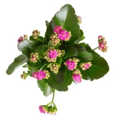 Kalanchoe 'Calandiva'®, Weiß&violett, Topf-Ø 12 Cm, Höhe Ca. 20-30 Cm, 6er-Set -Compo Verkäufe 0210350382 Kalanchoe violett 6er Set 6xviolett 1 1