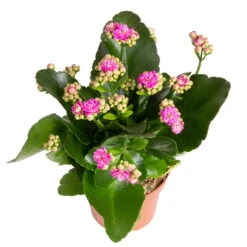 Kalanchoe 'Calandiva'®, Rot&violett, Topf-Ø 12 Cm, Höhe Ca. 20-30 Cm, 6er-Set -Compo Verkäufe 0210350382 Kalanchoe violett 6er Set 6xviolett 3 2