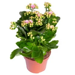 Kalanchoe 'Calandiva'®, Rosa-weiß, Topf-Ø 12 Cm, Höhe Ca. 27,5 Cm, 6er-Set -Compo Verkäufe 0210350383 Kalanchoe rosa weiss 6er Set 6xrosa weiss 1