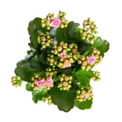 Kalanchoe 'Calandiva'®, Rosa-weiß, Topf-Ø 12 Cm, Höhe Ca. 27,5 Cm, 6er-Set -Compo Verkäufe 0210350383 Kalanchoe rosa weiss 6er Set 6xrosa weiss 2