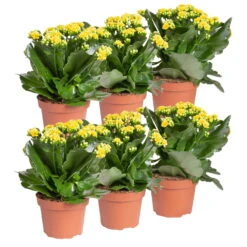 Ausgewählte Produkte -Compo Verkäufe 0210350384 Kalanchoe gelb 6er Set 6xgelb 1