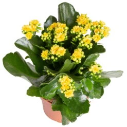 Kalanchoe 'Calandiva'®, Rot&gelb, Topf Topf-Ø 12 Cm, Höhe Ca. 20-30cm, 6er-Set -Compo Verkäufe 0210350384 Kalanchoe gelb 6er Set 6xgelb 2 1
