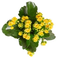 Ausgewählte Produkte -Compo Verkäufe 0210350384 Kalanchoe gelb 6er Set 6xgelb 3