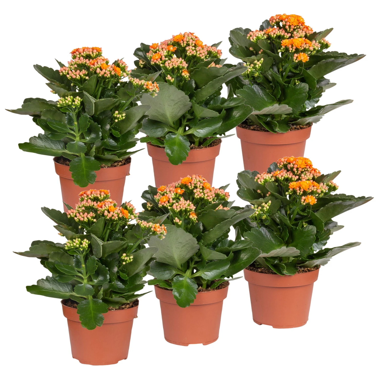 Kalanchoe 'Calandiva'®, Orange, Topf-Ø 12 Cm, Höhe Ca. 27,5 Cm, 6er-Set 1 Kalanchoe 'Calandiva'®, Orange, Topf-Ø 12 Cm, Höhe Ca. 27,5 Cm, 6er-Set