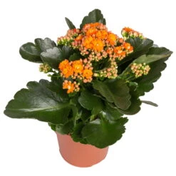 Ausgewählte Produkte -Compo Verkäufe 0210350385 Kalanchoe orange 6er Set 6xorange 2 1