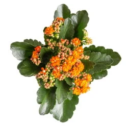 Kalanchoe 'Calandiva'®, Orange, Topf-Ø 12 Cm, Höhe Ca. 27,5 Cm, 6er-Set 9 Kalanchoe 'Calandiva'®, Orange, Topf-Ø 12 Cm, Höhe Ca. 27,5 Cm, 6er-Set -Compo Verkäufe 0210350385 Kalanchoe orange 6er Set 6xorange 3 1