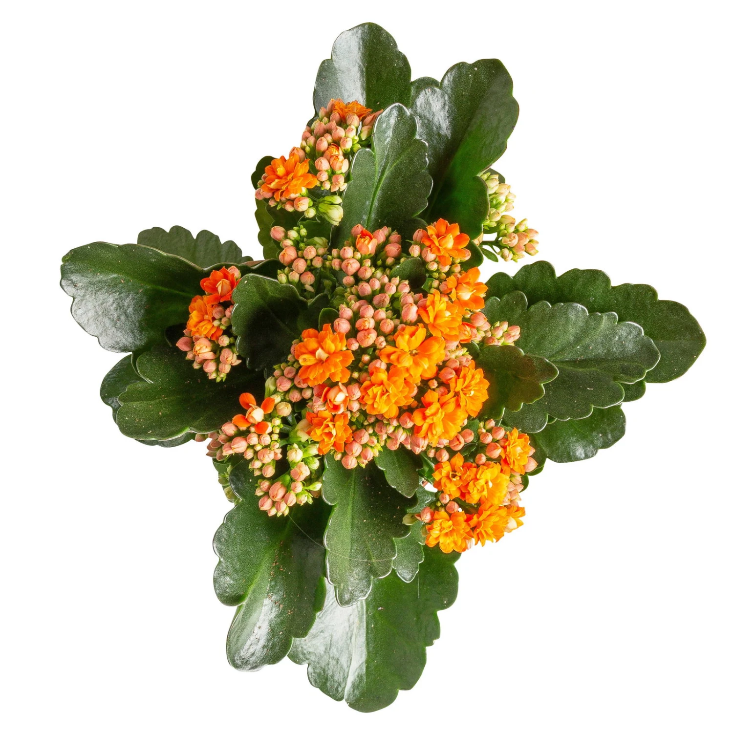 Kalanchoe 'Calandiva'®, Rot&orange, Topf-Ø 12 Cm, Höhe Ca. 20-30 Cm, 6er-Set 2 Kalanchoe 'Calandiva'®, Rot&orange, Topf-Ø 12 Cm, Höhe Ca. 20-30 Cm, 6er-Set – Bild 2