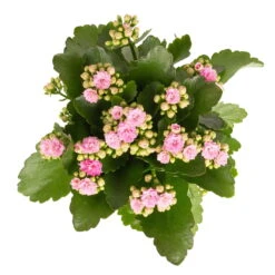Kalanchoe 'Calandiva'®, Rosa, Topf-Ø 12 Cm, Höhe Ca. 27,5 Cm, 6er-Set -Compo Verkäufe 0210350386 Kalanchoe rosa 6er Set 6xrosa 2