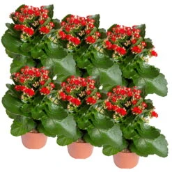 Ausgewählte Produkte -Compo Verkäufe 0210350387 Kalanchoe rot 6er Set 6xrot 2