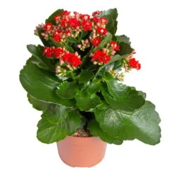 Kalanchoe 'Calandiva'®, Rot&orange, Topf-Ø 12 Cm, Höhe Ca. 20-30 Cm, 6er-Set 11 Kalanchoe 'Calandiva'®, Rot&orange, Topf-Ø 12 Cm, Höhe Ca. 20-30 Cm, 6er-Set -Compo Verkäufe 0210350387 Kalanchoe rot 6er Set 6xrot 21 2