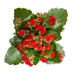 Kalanchoe 'Calandiva'®, Rot&orange, Topf-Ø 12 Cm, Höhe Ca. 20-30 Cm, 6er-Set 10 Kalanchoe 'Calandiva'®, Rot&orange, Topf-Ø 12 Cm, Höhe Ca. 20-30 Cm, 6er-Set -Compo Verkäufe 0210350387 Kalanchoe rot 6er Set 6xrot 3 2