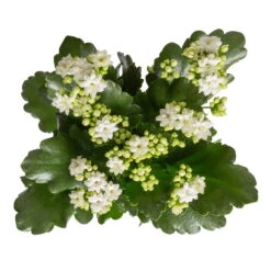 Kalanchoe 'Calandiva'®, Weiß, Topf-Ø 12 Cm, Höhe Ca. 27,5 Cm, 6er-Set 13 Kalanchoe 'Calandiva'®, Weiß, Topf-Ø 12 Cm, Höhe Ca. 27,5 Cm, 6er-Set -Compo Verkäufe 0210350388 Kalanchoe weiss 6er Set 6xweiss 1 3