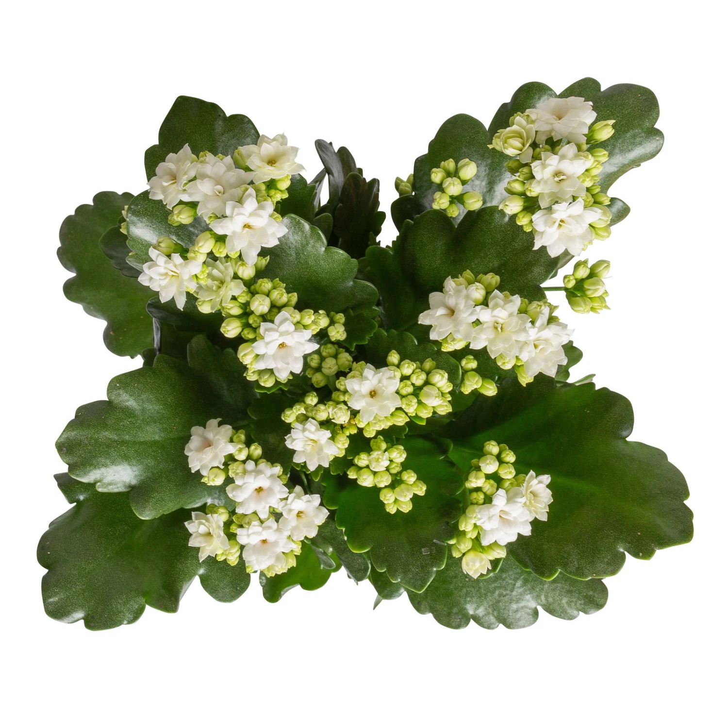 Kalanchoe 'Calandiva'®, Weiß, Topf-Ø 12 Cm, Höhe Ca. 27,5 Cm, 6er-Set 6 Kalanchoe 'Calandiva'®, Weiß, Topf-Ø 12 Cm, Höhe Ca. 27,5 Cm, 6er-Set – Bild 6
