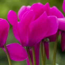 Alpenveilchen, Farbe Zufällig, Topf-Ø 10,5 Cm, Höhe Ca. 23 Cm, 6er-Set 28 Alpenveilchen, Farbe Zufällig, Topf-Ø 10,5 Cm, Höhe Ca. 23 Cm, 6er-Set -Compo Verkäufe 0210600490 Cyclamen Mix 6er Set 2