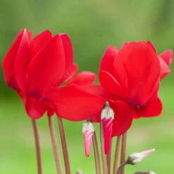 Alpenveilchen, Farbe Zufällig, Topf-Ø 10,5 Cm, Höhe Ca. 23 Cm, 6er-Set 26 Alpenveilchen, Farbe Zufällig, Topf-Ø 10,5 Cm, Höhe Ca. 23 Cm, 6er-Set -Compo Verkäufe 0210600490 Cyclamen Mix 6er Set 3