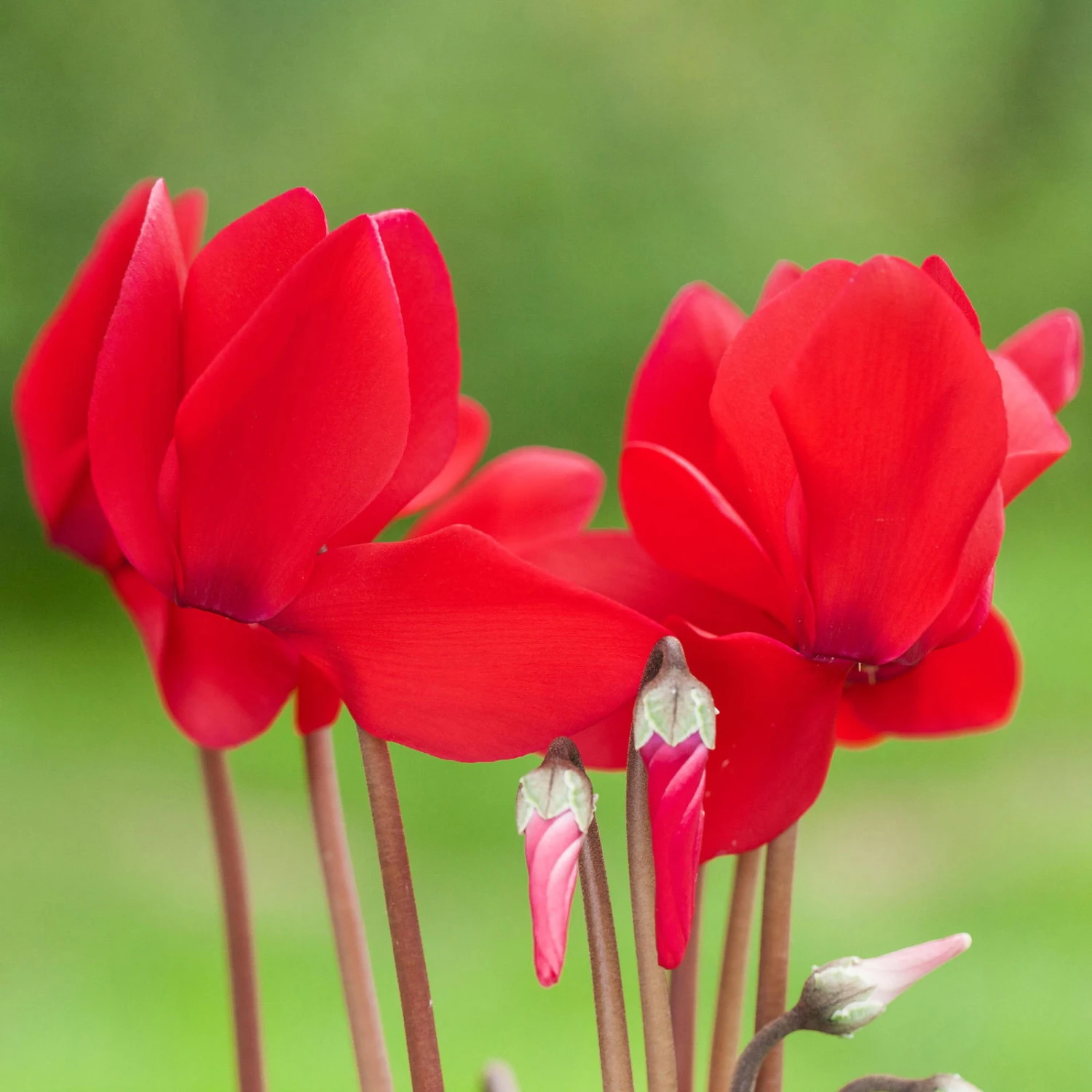 Alpenveilchen, Farbe Zufällig, Topf-Ø 10,5 Cm, Höhe Ca. 23 Cm, 6er-Set 7 Alpenveilchen, Farbe Zufällig, Topf-Ø 10,5 Cm, Höhe Ca. 23 Cm, 6er-Set – Bild 7