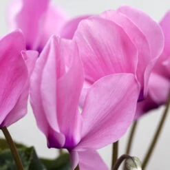 Alpenveilchen, Farbe Zufällig, Topf-Ø 10,5 Cm, Höhe Ca. 23 Cm, 6er-Set 23 Alpenveilchen, Farbe Zufällig, Topf-Ø 10,5 Cm, Höhe Ca. 23 Cm, 6er-Set -Compo Verkäufe 0210600490 Cyclamen Mix 6er Set 4