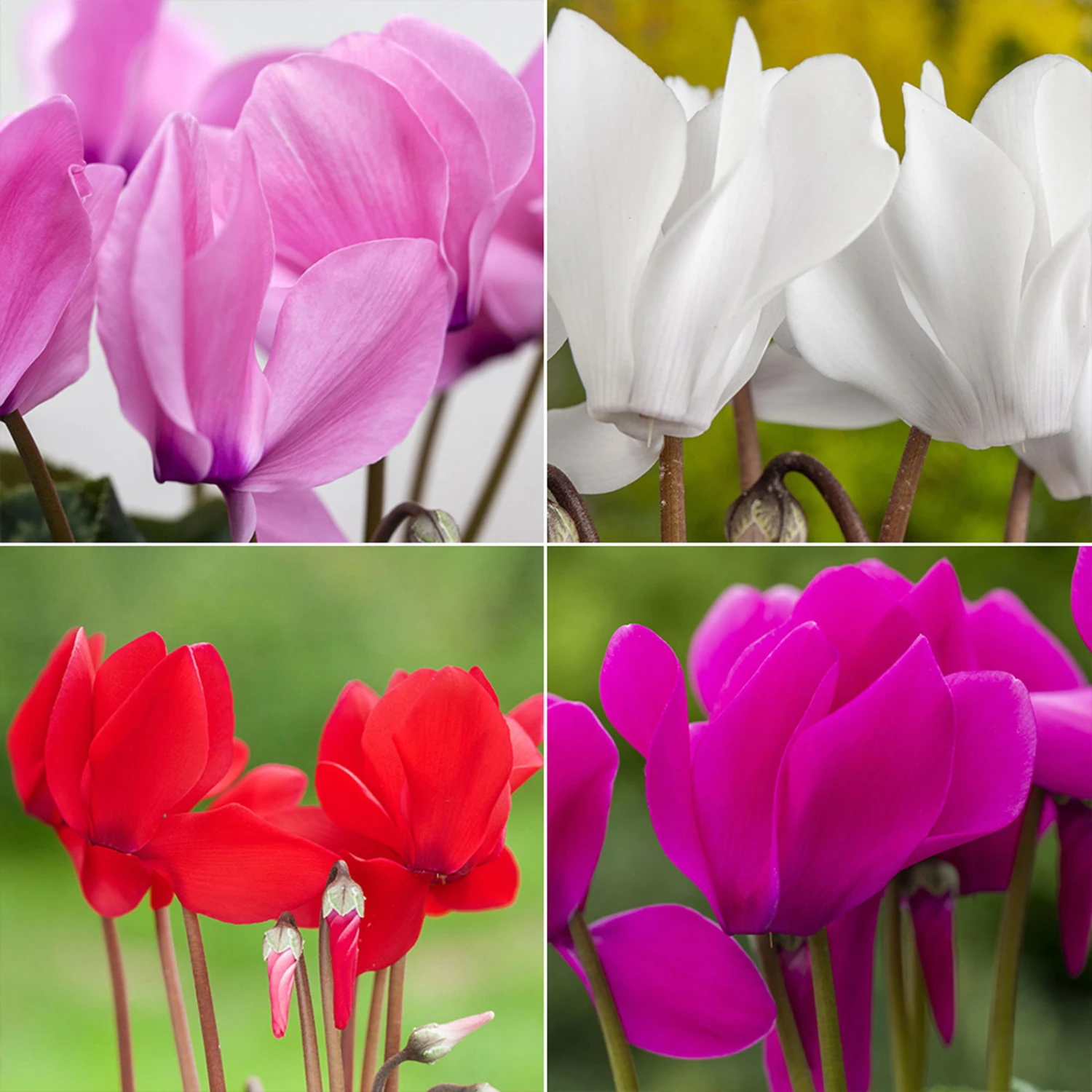 Alpenveilchen, Farbe Zufällig, Topf-Ø 10,5 Cm, Höhe Ca. 23 Cm, 6er-Set 2 Alpenveilchen, Farbe Zufällig, Topf-Ø 10,5 Cm, Höhe Ca. 23 Cm, 6er-Set – Bild 2