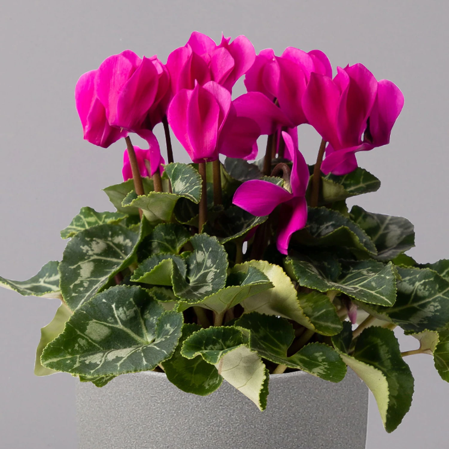 Alpenveilchen, Farbe Zufällig, Topf-Ø 10,5 Cm, Höhe Ca. 23 Cm, 6er-Set 8 Alpenveilchen, Farbe Zufällig, Topf-Ø 10,5 Cm, Höhe Ca. 23 Cm, 6er-Set – Bild 8