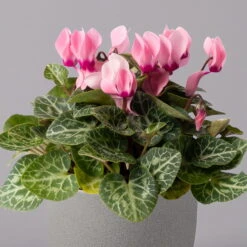 Alpenveilchen, Farbe Zufällig, Topf-Ø 10,5 Cm, Höhe Ca. 23 Cm, 6er-Set 38 Alpenveilchen, Farbe Zufällig, Topf-Ø 10,5 Cm, Höhe Ca. 23 Cm, 6er-Set -Compo Verkäufe 0210600490 Cyclamen Mix T10 rosa 6er Set 2 115220