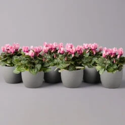 Alpenveilchen, Farbe Zufällig, Topf-Ø 10,5 Cm, Höhe Ca. 23 Cm, 6er-Set 36 Alpenveilchen, Farbe Zufällig, Topf-Ø 10,5 Cm, Höhe Ca. 23 Cm, 6er-Set -Compo Verkäufe 0210600490 Cyclamen Mix T10 rosa 6er Set 115218