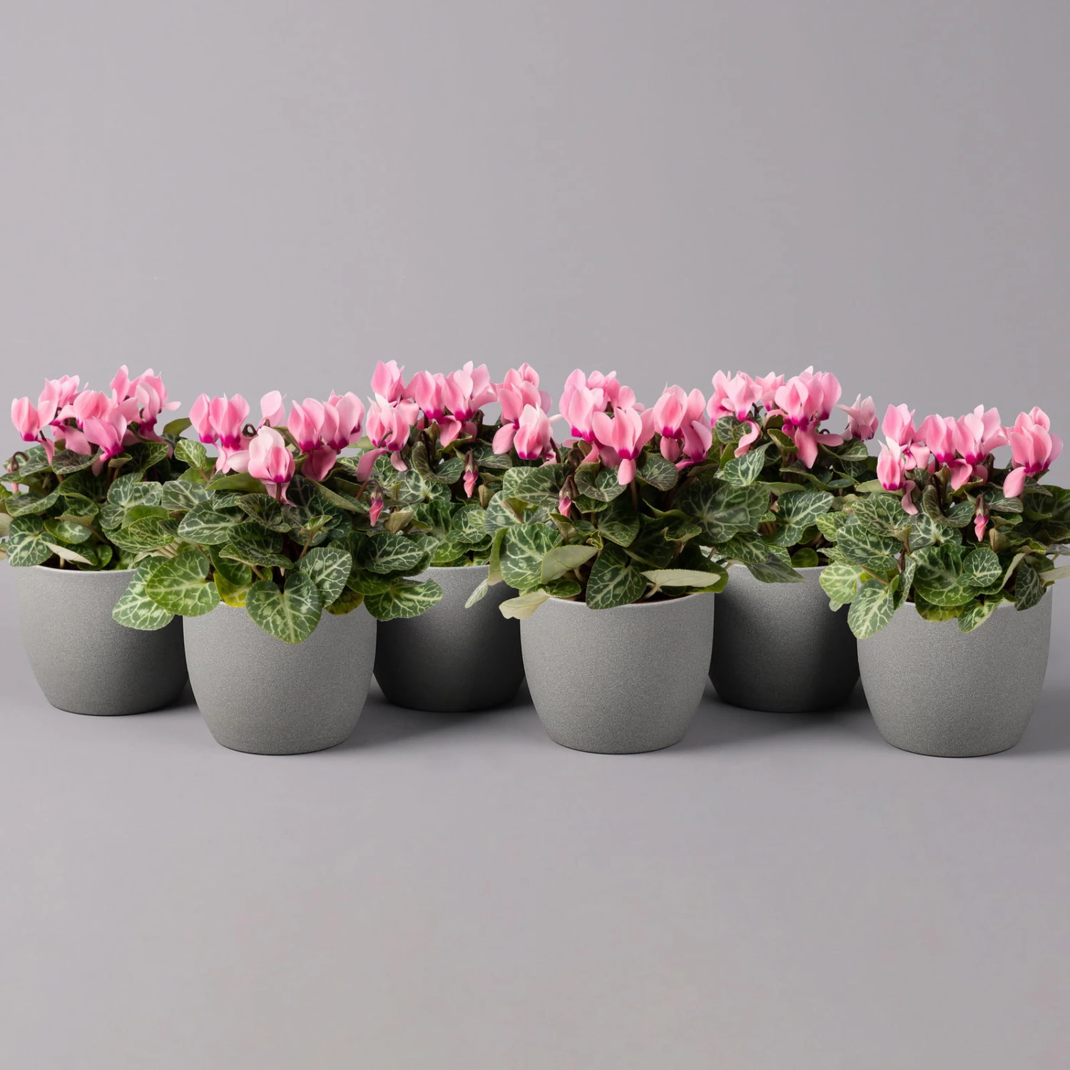 Alpenveilchen, Farbe Zufällig, Topf-Ø 10,5 Cm, Höhe Ca. 23 Cm, 6er-Set 17 Alpenveilchen, Farbe Zufällig, Topf-Ø 10,5 Cm, Höhe Ca. 23 Cm, 6er-Set – Bild 17