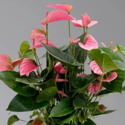 Ausgewählte Produkte -Compo Verkäufe 0210650450 Anthurium andrPink Champion T21 H65 4 126765