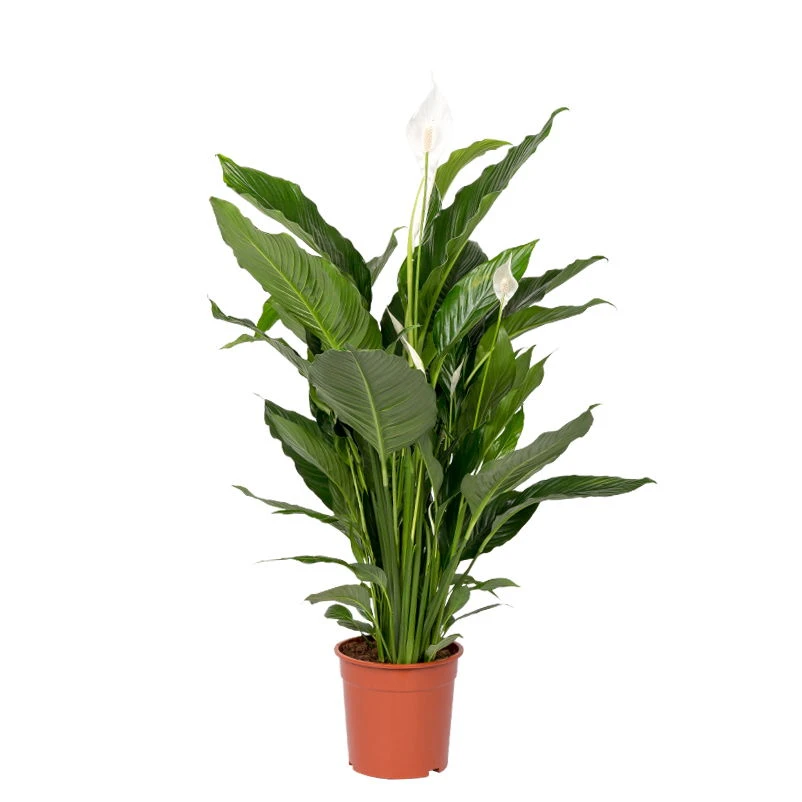 Einblatt 'Sweet Sebastiano', Topf-Ø 24 Cm, Höhe Ca. 120 Cm 1 Einblatt 'Sweet Sebastiano', Topf-Ø 24 Cm, Höhe Ca. 120 Cm