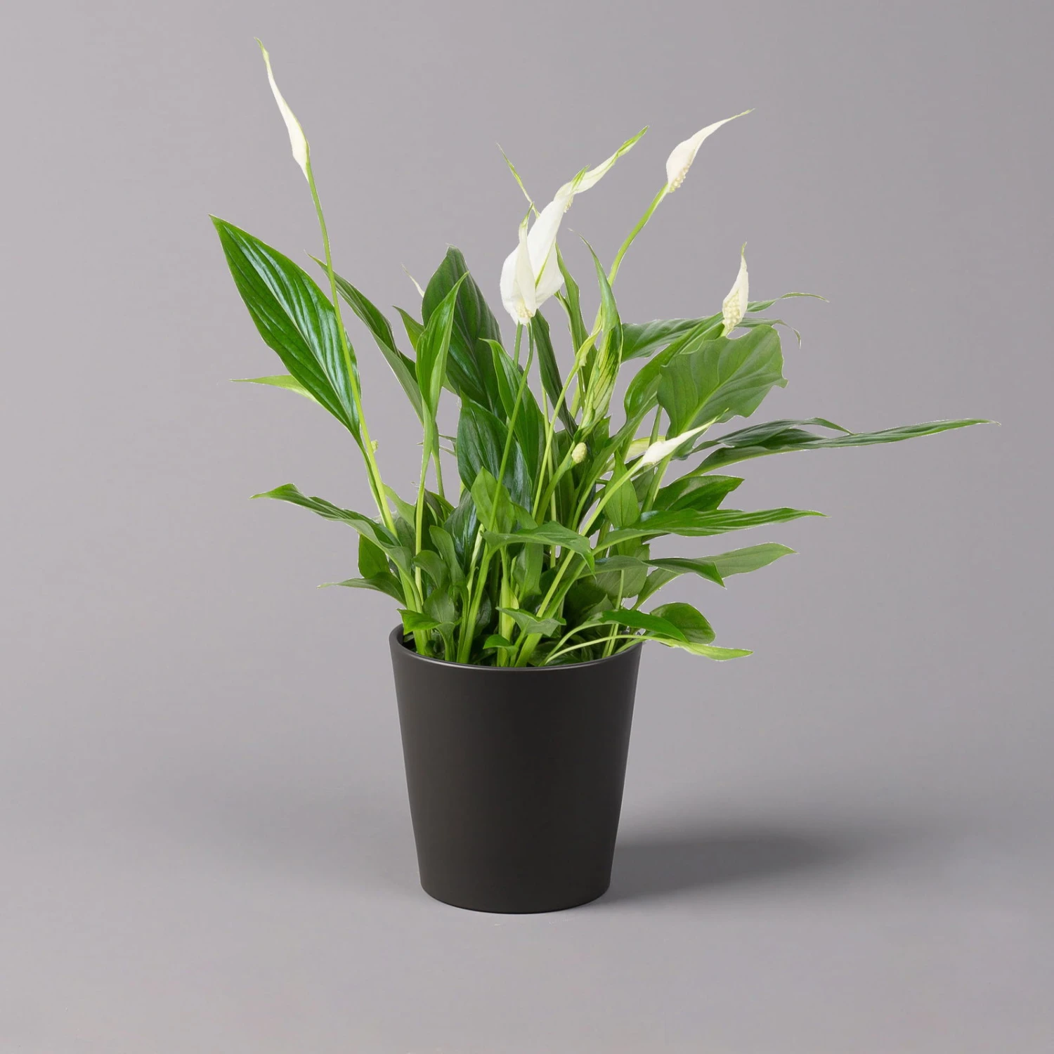 Einblatt 'Bellini', Topf-Ø 13 Cm, Mit Topf Anthrazit, Höhe Ca. 30 Cm, 2er-Set 2 Einblatt 'Bellini', Topf-Ø 13 Cm, Mit Topf Anthrazit, Höhe Ca. 30 Cm, 2er-Set – Bild 2