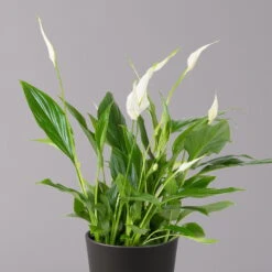 Einblatt 'Bellini', Topf-Ø 13 Cm, Mit Topf Anthrazit, Höhe Ca. 30 Cm, 2er-Set 9 Einblatt 'Bellini', Topf-Ø 13 Cm, Mit Topf Anthrazit, Höhe Ca. 30 Cm, 2er-Set -Compo Verkäufe 0210660076 Spath wall Bellini UeT Dallas anthrazit 2