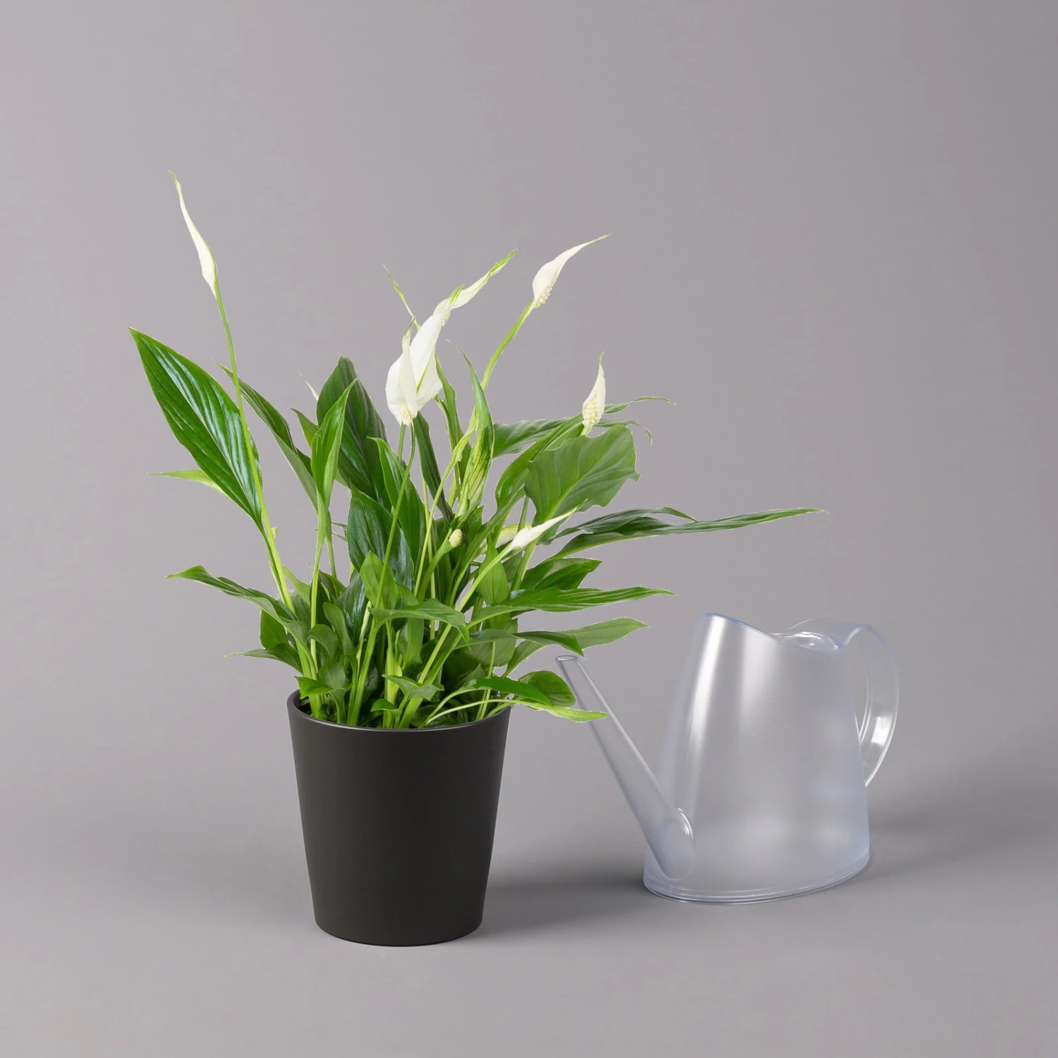 Einblatt 'Bellini', Topf-Ø 13 Cm, Mit Topf Anthrazit, Höhe Ca. 30 Cm, 2er-Set 4 Einblatt 'Bellini', Topf-Ø 13 Cm, Mit Topf Anthrazit, Höhe Ca. 30 Cm, 2er-Set – Bild 4