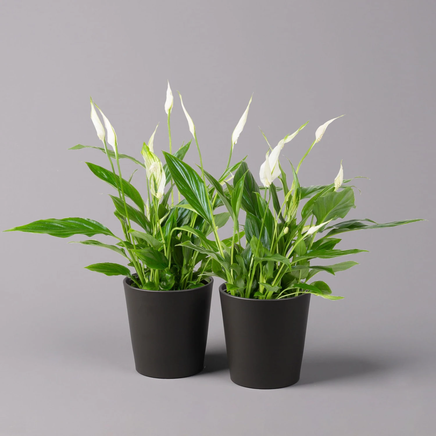 Einblatt 'Bellini', Topf-Ø 13 Cm, Mit Topf Anthrazit, Höhe Ca. 30 Cm, 2er-Set 1 Einblatt 'Bellini', Topf-Ø 13 Cm, Mit Topf Anthrazit, Höhe Ca. 30 Cm, 2er-Set