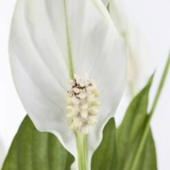 Einblatt 'Bellini' In Übertopf Vibes Gelb, Topf-Ø 13 Cm, Höhe Ca. 30 Cm -Compo Verkäufe 0210660098 0210660099 0210660100 0210660101 Spathiphyllum Bellini 1 124913