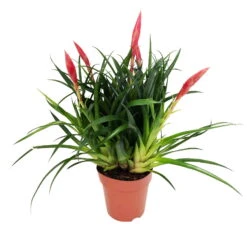 Vriesea Multiflower 'Astrid', Rot, Topf-Ø 12 Cm, Höhe Ca. 35 Cm