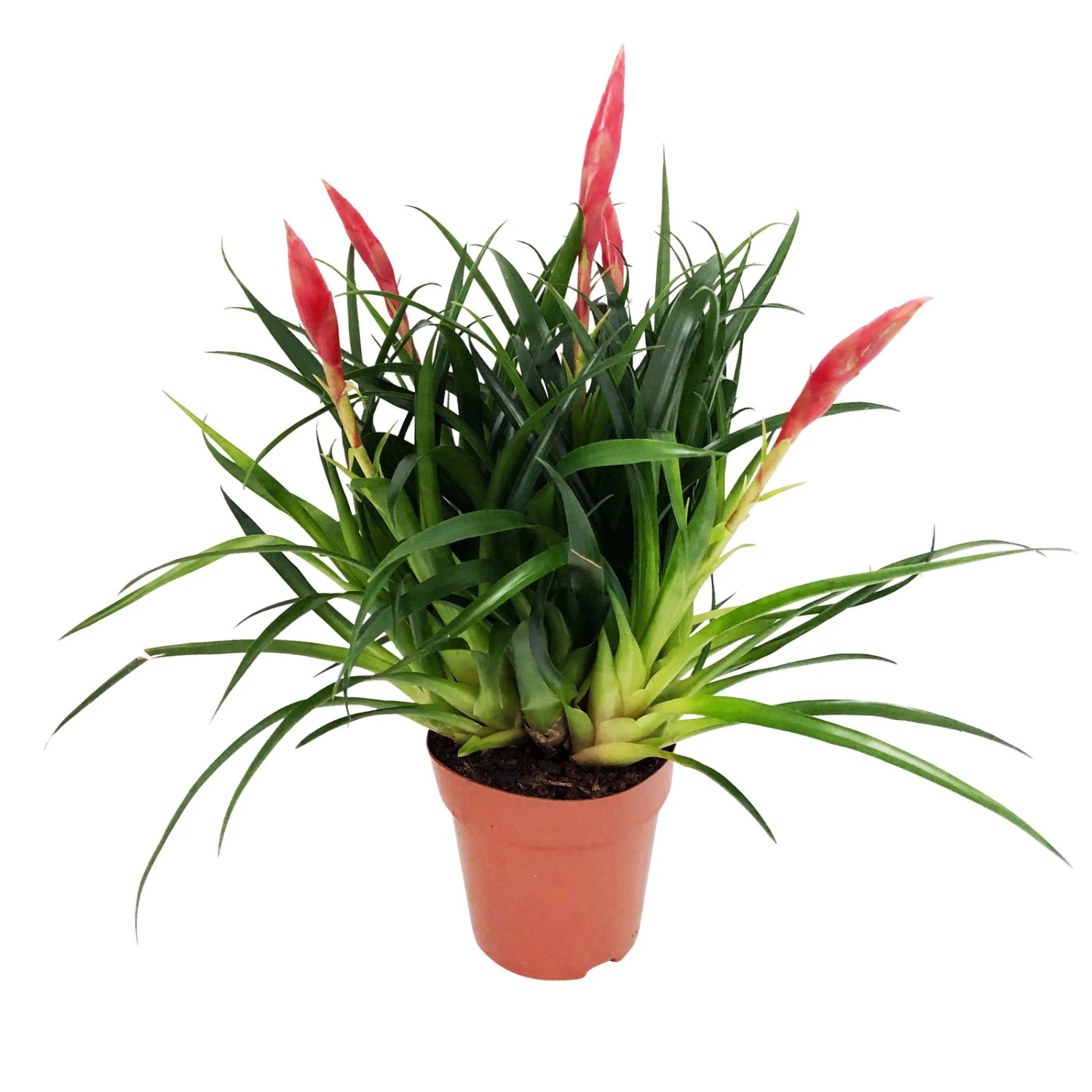 Vriesea Multiflower 'Astrid', Rot, Topf-Ø 12 Cm, Höhe Ca. 35 Cm 1 Vriesea Multiflower 'Astrid', Rot, Topf-Ø 12 Cm, Höhe Ca. 35 Cm