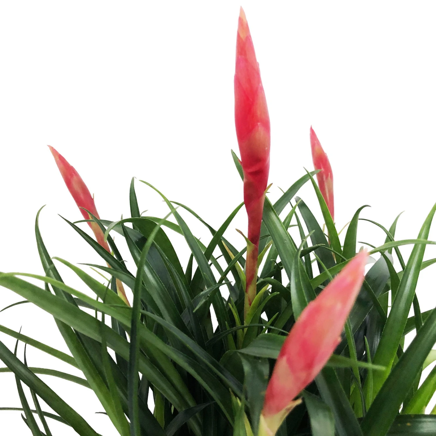 Vrisea Multiflora 'Astrid', Rot, Topf-Ø 12 Cm, Mit Korb Maki, Höhe Ca. 50cm 2 Vrisea Multiflora 'Astrid', Rot, Topf-Ø 12 Cm, Mit Korb Maki, Höhe Ca. 50cm – Bild 2
