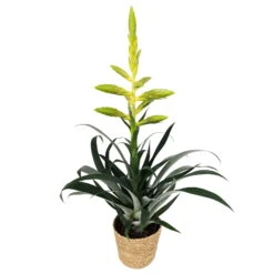 Tillandsia Oerstediana, Topf-Ø 12 Cm, Mit Korb Maki, Höhe Ca. 50 Cm -Compo Verkäufe 0210750713 Tillandsia oerstediana im Dekokorb 1