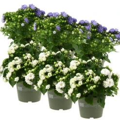 Glockenblume 'Like Mee'®, Blau Und Weiß, Topf-Ø 10,5 Cm, Höhe Ca. 15 Cm, 6er-Set